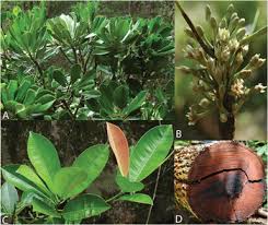 Image result for Manilkara mochisia