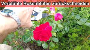 Ein starker rückschnitt bewirkt ein stärkeres wachstum der rosen. Verbluhte Rosen Richtig Schneiden Verwelkte Rosenbluten Abschneiden Bluten Nach Blute Entfernen Youtube