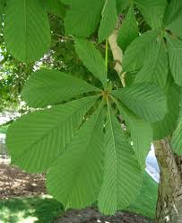 Aesculus hippocastanum or european horsechestnut is a large flowering tree that is a handsome element in the landscape and striking when in bloom, covered. European Horsechestnut Facilities