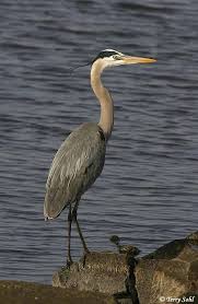 Birds Of Central Oregon Coast Great Blue Heron Photo Photograph Picture Blue Heron Heron Photo Heron