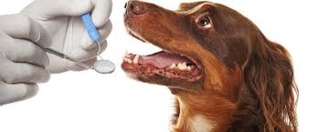 1541 market st, des plaines (il), 60016, united states. Dog Dental Care Articles And Information