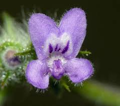 Image result for Mesosphaerum suaveolens