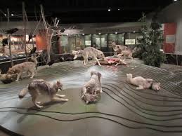 Go to the page at www.wolf.org. International Wolf Center Museum Diorama Zoochat