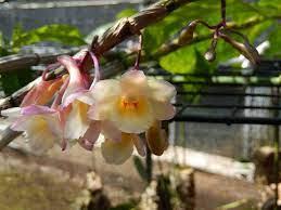 Dendrobium Lampongense Dendrobium Orchids Orchids Plants