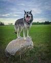 Gerberian Shepsky Husky German Shepherd Mix