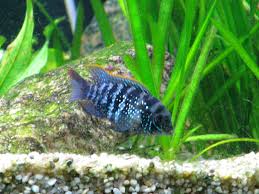 Aequidens Rivulatus Fish List And Photos