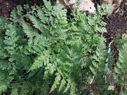 Image result for Rumohra adiantiformis
