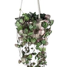Image result for Ceropegia nutans