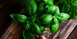 Be sure to cut it back to a manageable size and i usually grow basil in a large pot on my deck. How To Grow Basil Outdoors And In A Pot