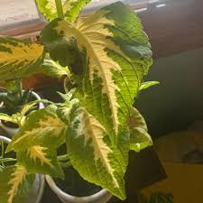 Image result for Coleus cylindraceus