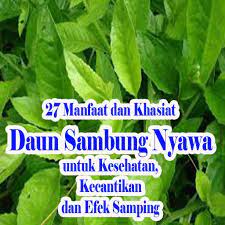 Ramai yang bertukar dengan sirih sebenarnya kalau tak cium bau daunnya. Mangungkap Fakta Manfaat Daun Sambung Nyawa For Android Apk Download
