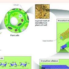 This extracellular matrix is characteristically absent from animal cells, although animal cells have extracellular matrix components on their surface. Structures Of Cellulose In Plant Cell Wall And Its Hydrolysis Download Scientific Diagram