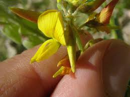 Image result for Crotalaria parvula