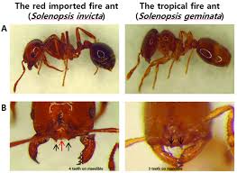 Morphological Characteristics Of Two Fire Ants Solenopsis Invicta And Download Scientific Diagram The workers have ten antennal segments terminating in a two segmented club.