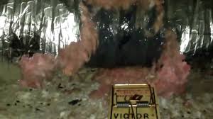 Homeadvisor's ductwork installation and replacement cost calculator gives averages prices to add new hvac ducts to your attic or crawl space. Preventing Rats From Entering My Attic Damaging My Ac Ductwork Tampa Fl Youtube