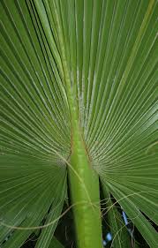 Image result for Washingtonia filifera