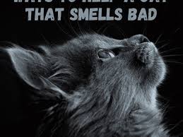 Baking soda and vinegar vinegar, while a bit smelly itself, works to remove the lasting odor of sprayed cat urine because vinegar is an acid that neutralizes the alkaline salts that form in dried urine stains. Why Does My Cat Smell Bad Pethelpful