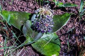 Image result for Pentanisia prunelloides