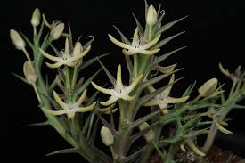 Image result for Orbea rogersii