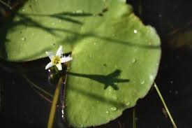 Image result for Nymphoides senegalensis