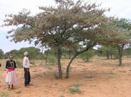 Image result for Terminalia sericea