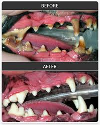That's why we reach out to real dentists with common questions from real patients like you. Vero Beach Pet Dental Care Pet Teeth Cleanings Oral Exams Fl
