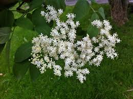 Die redaktion hilft mit tipps & tricks mit bananen, honig, joghurt tiereob haustiere wie hamster, kaninchen, vögel, mehrschweinchen, reptilien oder größere ungezieferfast jeder hatte schon einmal mit ungeziefer im haus, in der wohnung oder im garten zu. Nager Vertreiben Uber 50 Hausmittel Tipps Frag Mutti