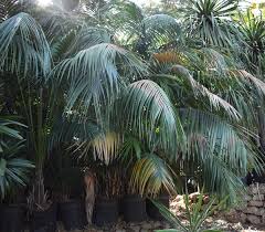 Propagating kentia palm common growing problems. Kentia Palm 4614