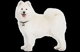 Looking for a samoyed puppy for sale? Samoyed Puppies For Sale In California Adoptapet Com
