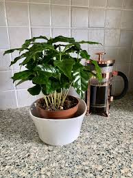 The Same Coffee Plant That Makes Your Morning Cup Is Also A Beautiful Tropical Houseplant That S Very Easy To Care For H Coffee Plant Plants Indoor Plant Care