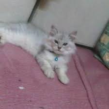 Digg out details of klinik kesihatan batu pahat in batu pahat with all reviews and ratings. Klinik Veterinar Batu Pahat Pet Service