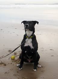 Hartlepool (/ˈhɑːrtlɪpuːl/) is a port town in the borough of hartlepool, of which it is the administrative centre, in county durham, england. Dogs Not Welcome On Beaches In Hartlepool During Summer Months The Northern Echo