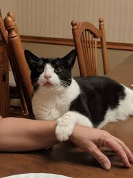 Everynight At Dinner He Comes On The Table To Join Us And Asks For Foodhttps I Redd It 9y52cyedu7q01 Jpg Cat Day I Like Dogs Pets Cats