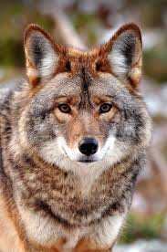 Pin By Gamze Erol On The Beauty Of Wolves Animals Beautiful Beautiful Wolves Animals Wild