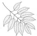 Image result for Entandrophragma delevoyi