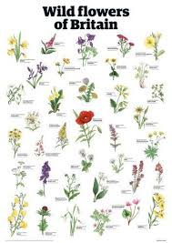163 Beautiful Types Of Flowers A To Z With Pictures Learn All About Different Types Of Flow British Wild Flowers Types Of Flowers Wedding Flowers Wildflowers