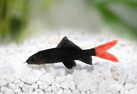 5,240 likes · 12 talking about this. Red Tail Shark Tankmates Care Guide And More Fishkeeping World