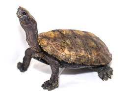 Reproduction is oviparous and dioecious. Turtle Conservancy On Twitter The Japanese Pond Turtle Is Threatened By Habitat Loss Most Of The Time Habitat Loss Is From Residential Development This Is Why Protecting Habitat Is Essential To The Survival Of Species Without It There Can Be No Wildlife Where
