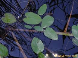 Image result for Caldesia parnassifolia