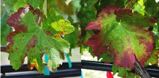 Image result for Grapevine leafroll virus