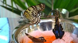 Maybe you would like to learn more about one of these? Inside Look At The New Butterfly Atrium At Hershey Gardens With Dan Babbitt