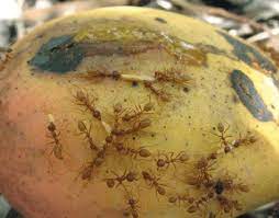 Maybe you would like to learn more about one of these? Capture Of Mango Fruit Fly Larvae Diptera Tephritidae On A Mango Cv Download Scientific Diagram