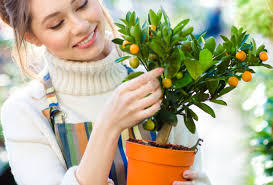 Comment Faire Germer Noyaux Et Pepins Pour Faire Pousser Des Fruits Tout Pratique Faire Germer Des Graines Graines De Fruits Germination Graine