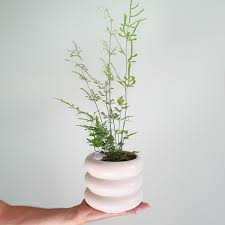 Evergemiensis (silver lace fern, slender brake fern). Pteris Fern In Ceramic Milan Pot Silver Lace Fern Plantandpot Nz