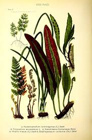 Image result for Pleopeltis macrocarpa