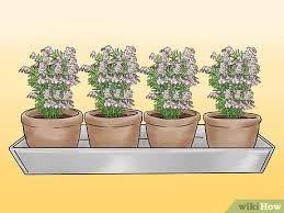 Growing garlic indoors under lights. 3 Ways To Grow Herbs Indoors Under Lights Wikihow