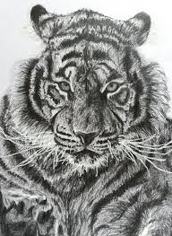 Dessin Realiste Tigre Noir Et Blanc Drawing Tiger Drawing Tiger Drawings