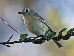 Image result for Wahlenbergia huttonii