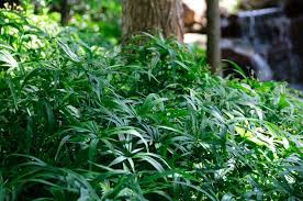 Image result for Cyperus nduru