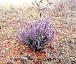 Image result for Kleinia longiflora